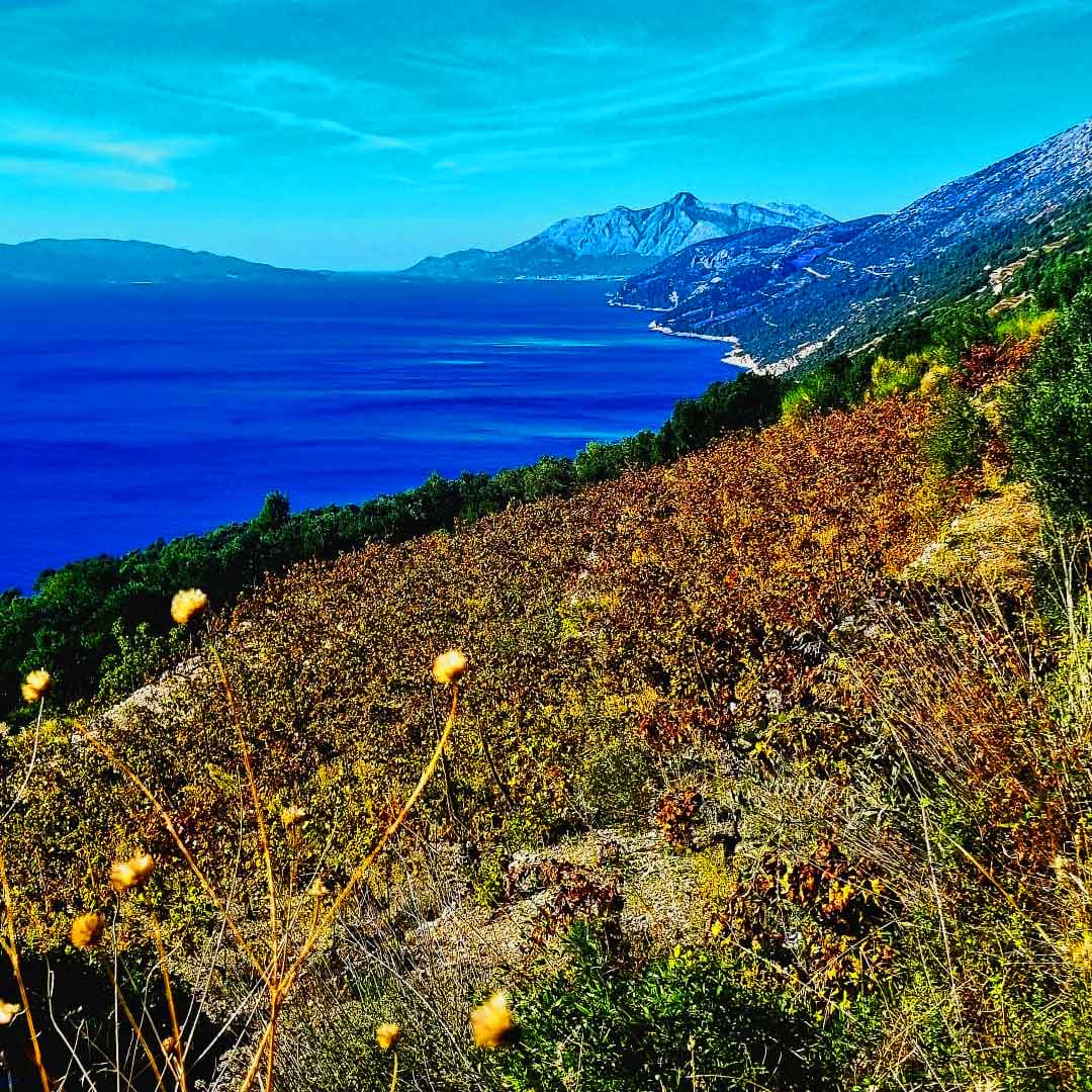 Dingač Pelješac - Vino s čuvenog položaja