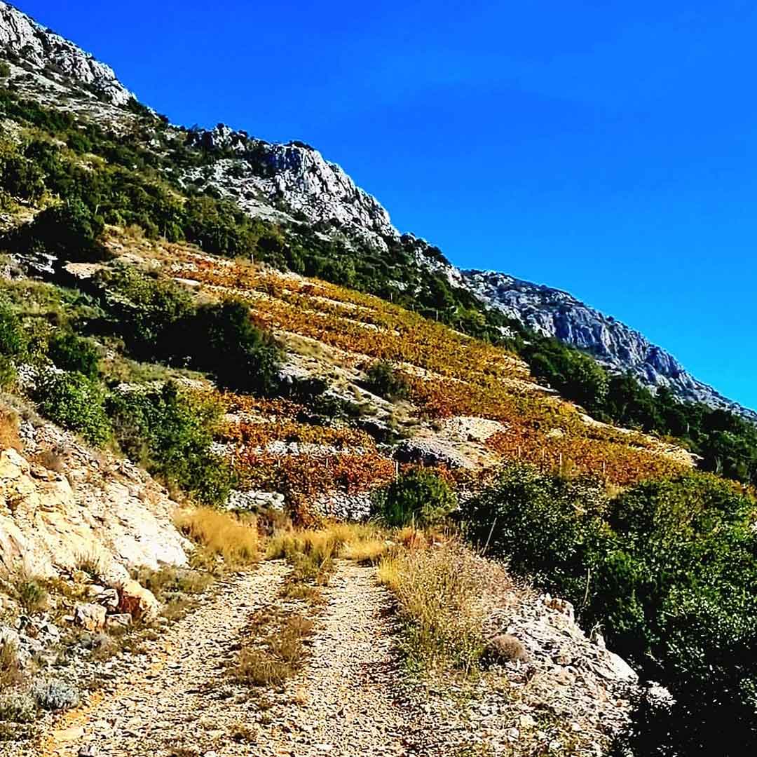 Dingač Vino zaštićeno zemljopisnim porijeklom - Pelješac