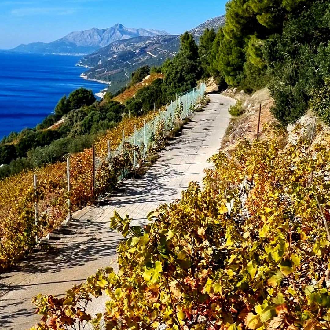 Dingač - Vino i vinogorje Dingač Pelješac Hrvatska