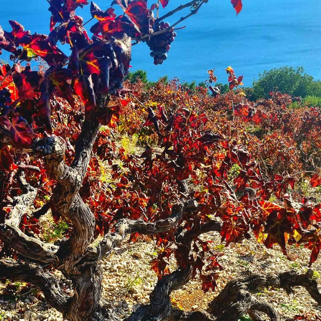 Dingac vino - Peljesac Croatia