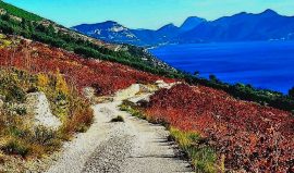 Dingač: Vino i vinogorje Dingač za početnike