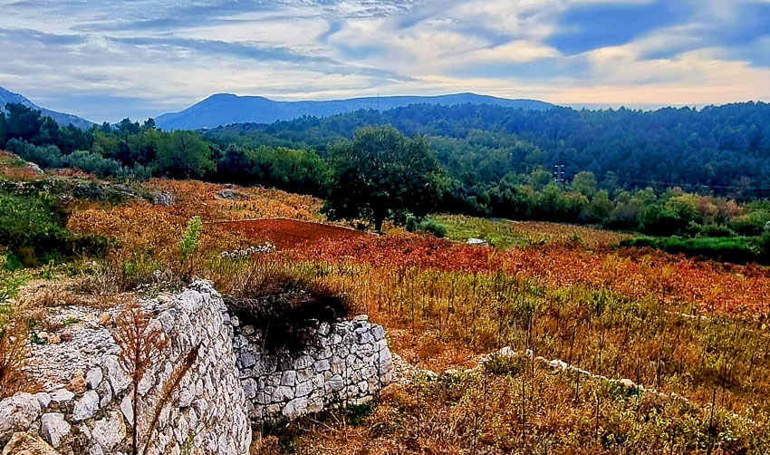 Plavac Peljesac - Dracevica Jurovic Kuna Peljeska