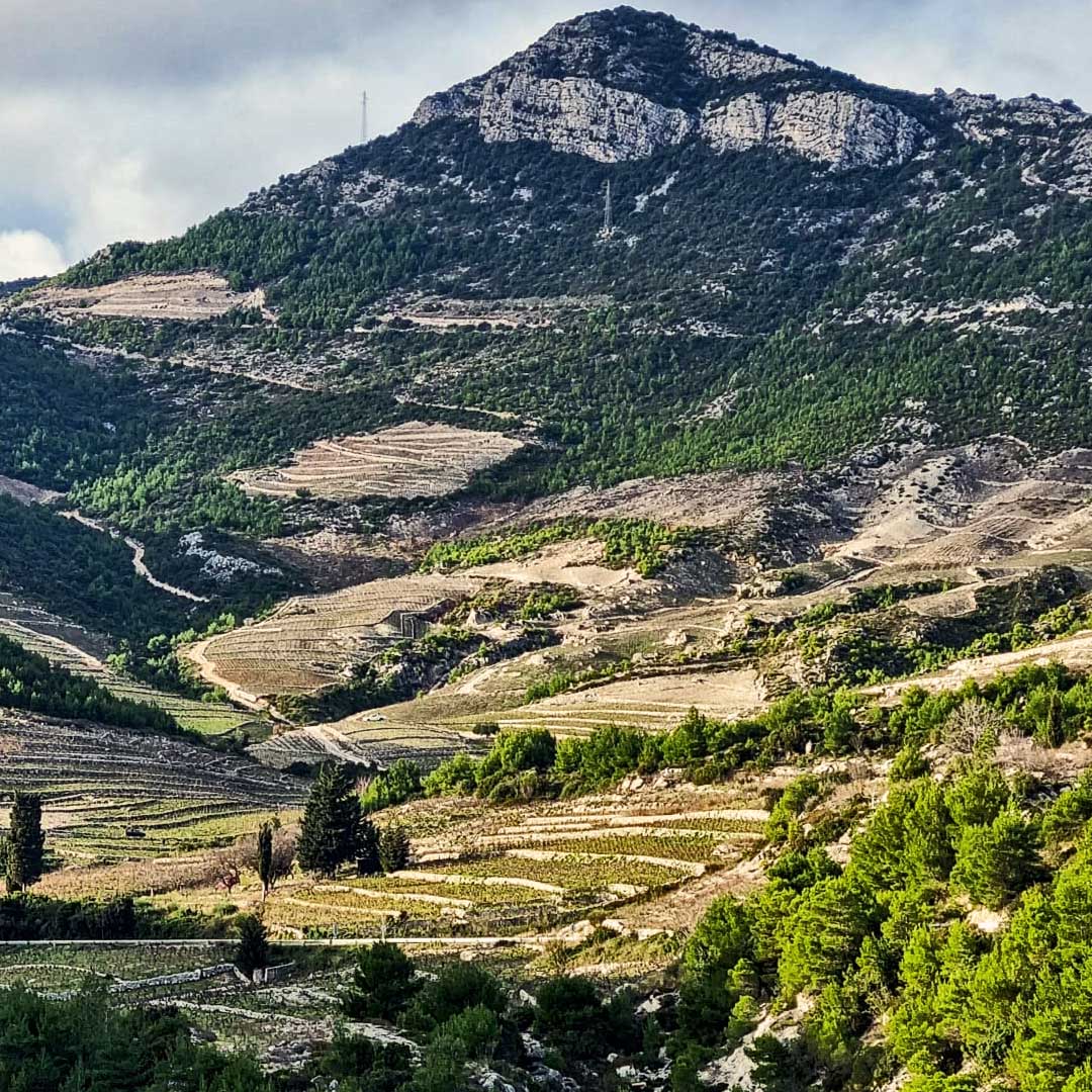 Plavac Pelješac - Vinogorje Ponikve